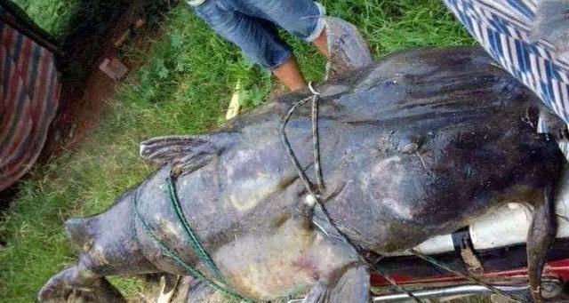 大型淡水觀賞魚_觀賞淡水魚大型品種_淡水中大型觀賞魚