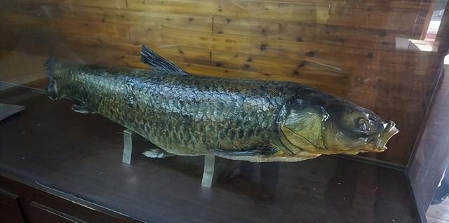 觀賞淡水魚大型品種_大型淡水觀賞魚_淡水中大型觀賞魚