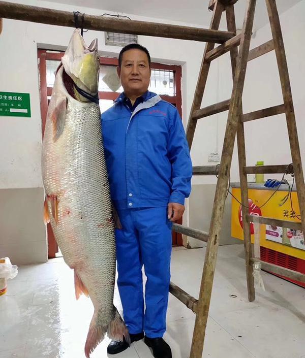 大型淡水觀賞魚_觀賞淡水魚大型品種_淡水中大型觀賞魚