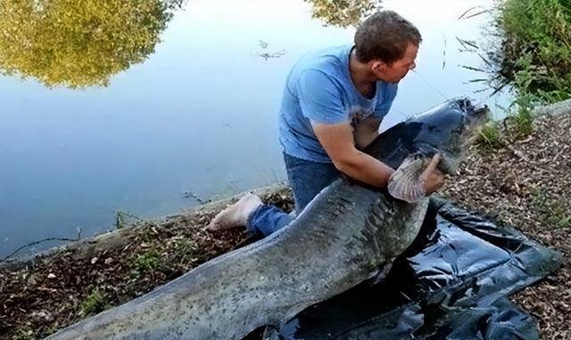 淡水中大型觀賞魚_觀賞淡水魚大型品種_大型淡水觀賞魚