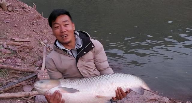 大型淡水觀賞魚_淡水中大型觀賞魚_觀賞淡水魚大型品種