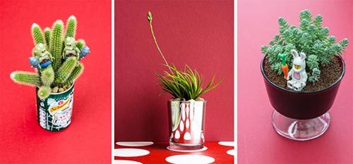 為什么多肉植物養(yǎng)不活 10個多肉植物的種植小秘密