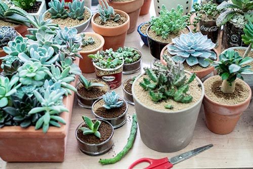 多肉植物種植方法