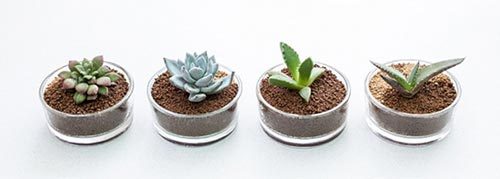 多肉植物種植方法