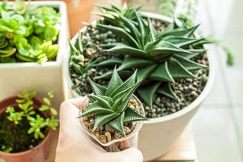 多肉植物種植方法