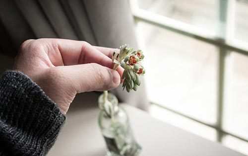 多肉植物種植方法