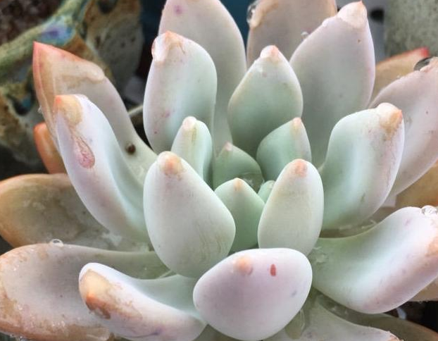 這幾種多肉植物很好養(yǎng)，隨便扔在陽臺上淋雨，也能長得很好