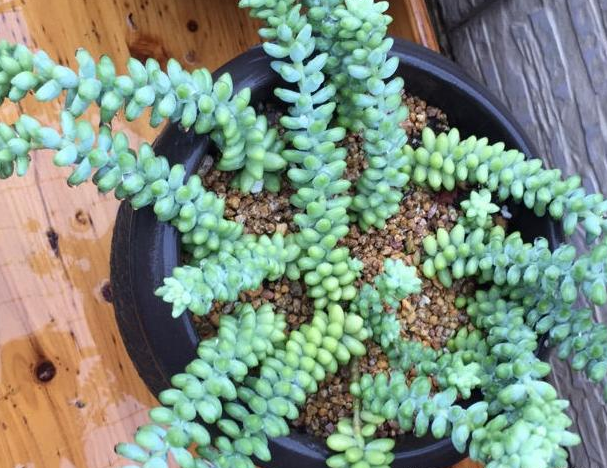 陽光多肉喜歡什么肥料_多肉植物陽光_不喜歡陽光的多肉