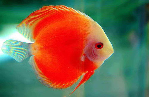 十大最好養(yǎng)觀賞魚，什么觀賞魚最好養(yǎng)活