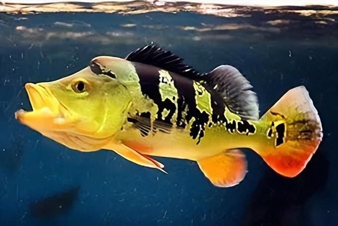 食肉的觀賞魚_食肉觀賞魚_好養觀賞肉食魚