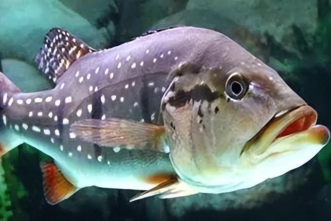 食肉的觀賞魚_食肉觀賞魚_好養觀賞肉食魚