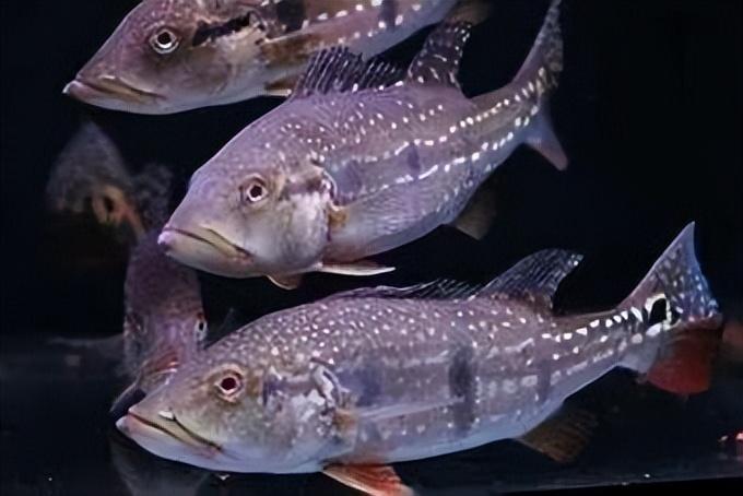 好養觀賞肉食魚_食肉的觀賞魚_食肉觀賞魚