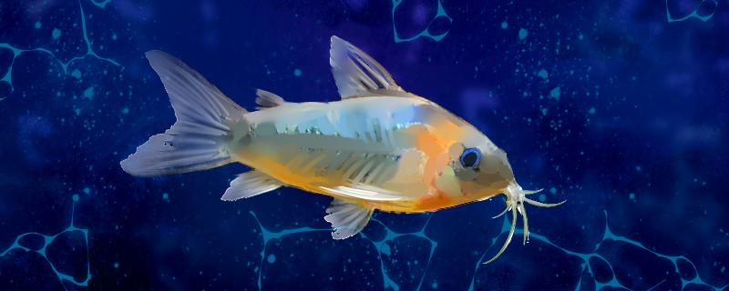 鼠魚一般養幾條最好，怎么養