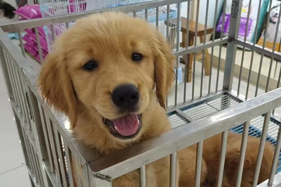 賠償咬狗錢一般賠多少錢_賠償咬狗錢一般賠多少_被別人狗咬了一般賠償多少錢