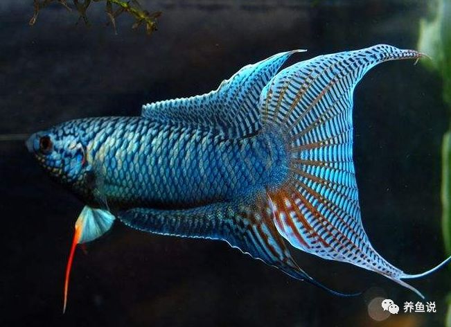 中型觀賞魚推薦_適合家養的中型觀賞魚_好養的中型觀賞魚