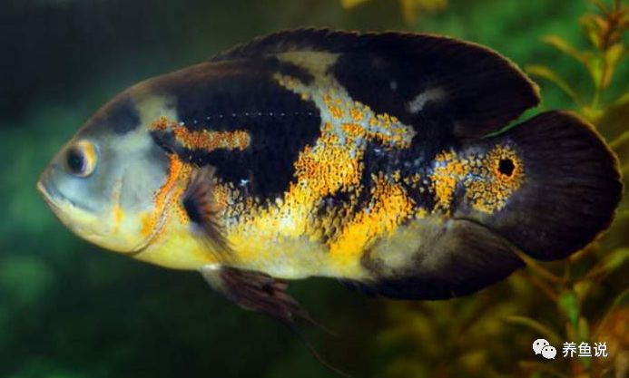 中型觀賞魚推薦_適合家養的中型觀賞魚_好養的中型觀賞魚