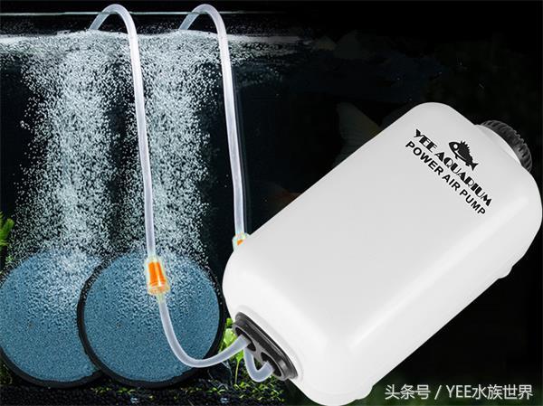 “老三樣”是個(gè)寶，新手養(yǎng)魚(yú)離不了