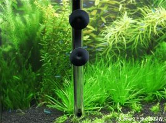 什么觀賞魚不用加熱棒_觀賞魚加熱棒調節最合適溫度_觀賞棒加熱魚用多大的魚