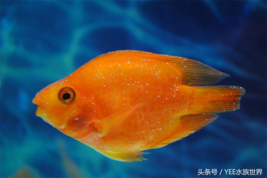 觀賞魚加熱棒調節最合適溫度_什么觀賞魚不用加熱棒_觀賞棒加熱魚用多大的魚