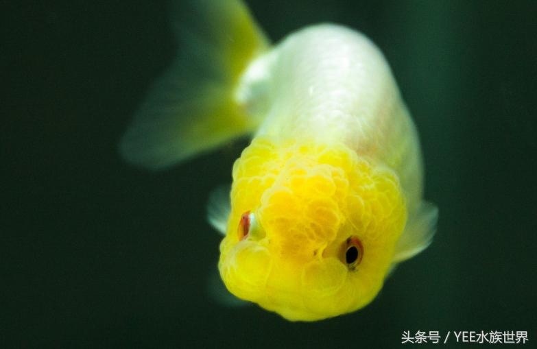 什么觀賞魚不用加熱棒_觀賞棒加熱魚用多大的魚_觀賞魚加熱棒調節最合適溫度