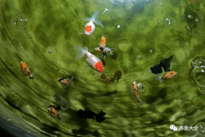 當魚缸里死了一條魚，我們該如何處置，換水