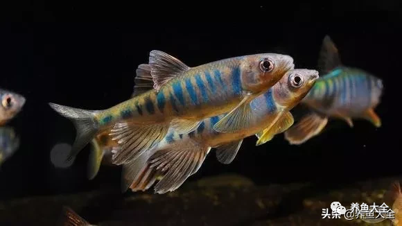 中國原生魚簡介和發(fā)展探討