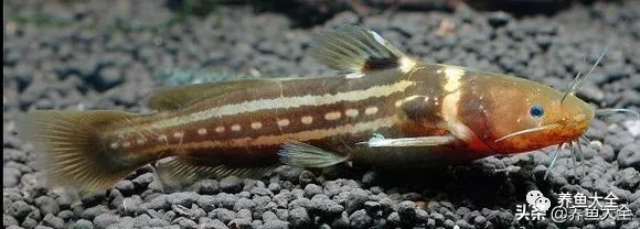 冷水觀賞大全品種魚圖片及價格_冷水觀賞大全品種魚圖片高清_冷水觀賞魚品種大全及圖片