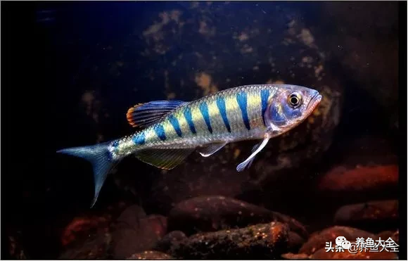 冷水觀賞大全品種魚圖片高清_冷水觀賞魚品種大全及圖片_冷水觀賞大全品種魚圖片及價格