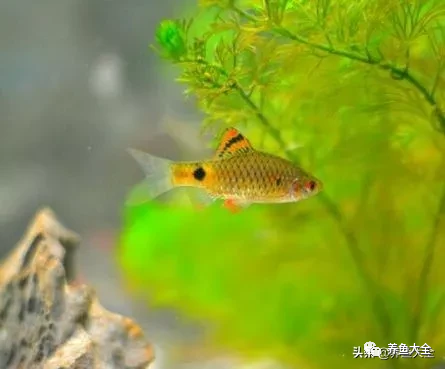 冷水觀賞大全品種魚圖片高清_冷水觀賞大全品種魚圖片及價格_冷水觀賞魚品種大全及圖片