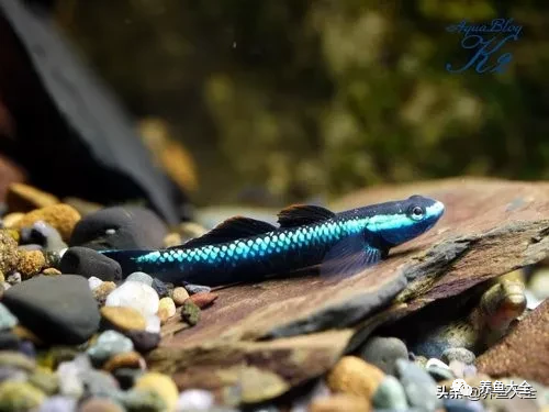 冷水觀賞大全品種魚圖片高清_冷水觀賞大全品種魚圖片及價格_冷水觀賞魚品種大全及圖片