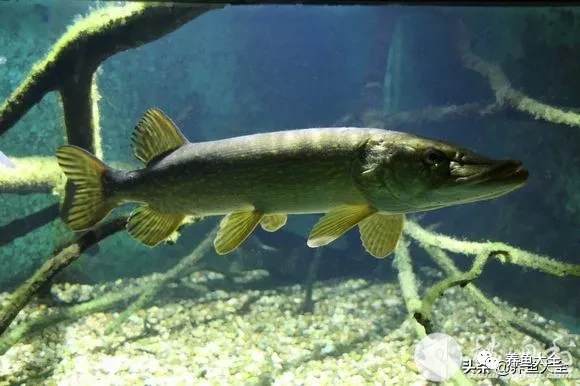 冷水觀賞大全品種魚圖片高清_冷水觀賞魚品種大全及圖片_冷水觀賞大全品種魚圖片及價格