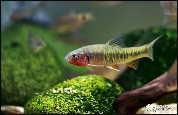 冷水觀賞大全品種魚圖片高清_冷水觀賞大全品種魚圖片及價格_冷水觀賞魚品種大全及圖片