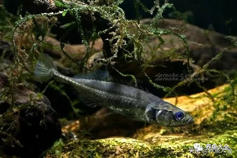 冷水觀賞大全品種魚圖片及價格_冷水觀賞大全品種魚圖片高清_冷水觀賞魚品種大全及圖片