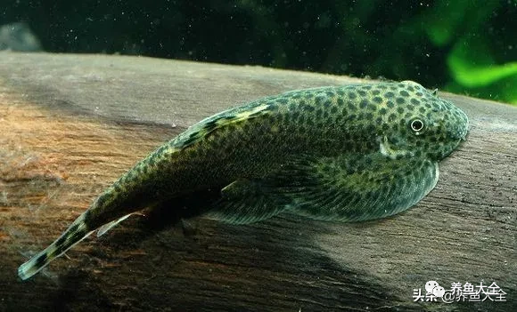 冷水觀賞魚品種大全及圖片_冷水觀賞大全品種魚圖片高清_冷水觀賞大全品種魚圖片及價格