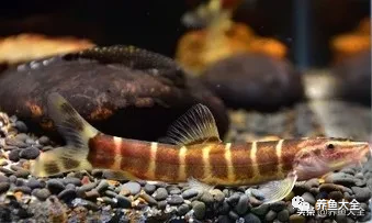 冷水觀賞大全品種魚圖片及價格_冷水觀賞魚品種大全及圖片_冷水觀賞大全品種魚圖片高清