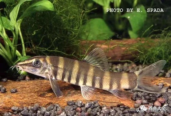 冷水觀賞大全品種魚圖片及價格_冷水觀賞魚品種大全及圖片_冷水觀賞大全品種魚圖片高清