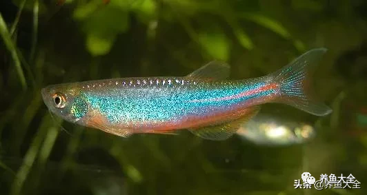 冷水觀賞大全品種魚圖片高清_冷水觀賞魚品種大全及圖片_冷水觀賞大全品種魚圖片及價格