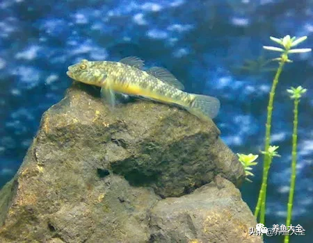冷水觀賞大全品種魚圖片及價格_冷水觀賞大全品種魚圖片高清_冷水觀賞魚品種大全及圖片