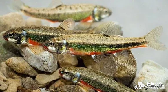 冷水觀賞魚品種大全及圖片_冷水觀賞大全品種魚圖片及價格_冷水觀賞大全品種魚圖片高清