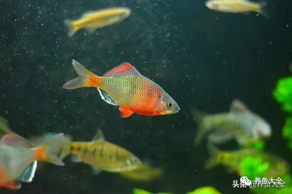 冷水觀賞魚品種大全及圖片_冷水觀賞大全品種魚圖片高清_冷水觀賞大全品種魚圖片及價格