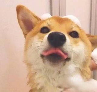 狗狗好聽的獨(dú)特名字_好聽狗狗獨(dú)特名字女生_狗狗好聽的獨(dú)特名字2019