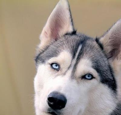 好聽狗狗獨(dú)特名字女生_狗狗好聽的獨(dú)特名字2019_狗狗好聽的獨(dú)特名字