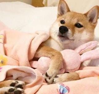 狗狗好聽的獨(dú)特名字_好聽狗狗獨(dú)特名字女生_狗狗好聽的獨(dú)特名字2019