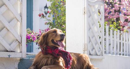 狗狗好聽的獨(dú)特名字2019_好聽狗狗獨(dú)特名字女生_狗狗好聽的獨(dú)特名字