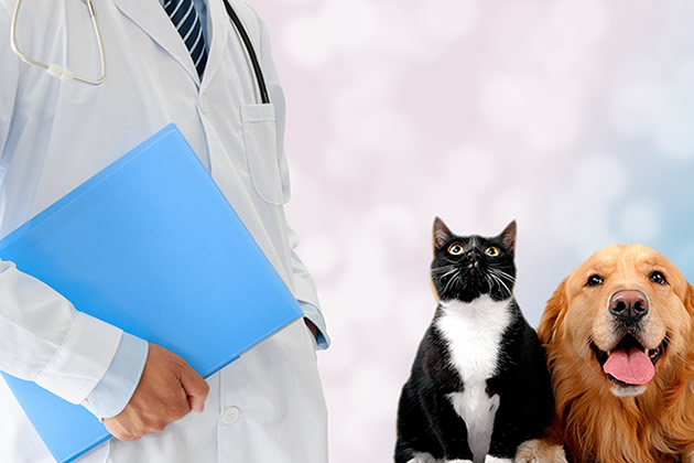 獸醫站與寵物醫院的區別 寵物醫院與獸醫站