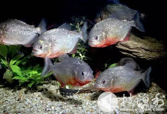 觀賞魚吃可以喂什么_觀賞魚可以吃不_觀賞魚吃可以喂食嗎