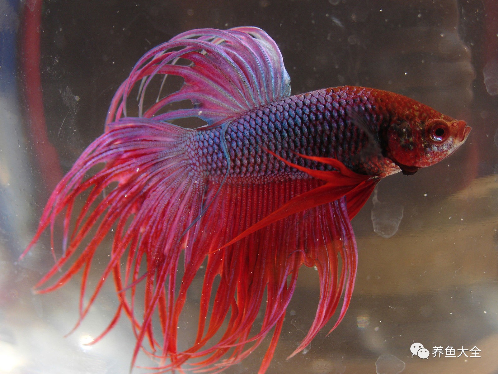 觀賞魚吃可以喂食嗎_觀賞魚可以吃不_觀賞魚吃可以喂什么