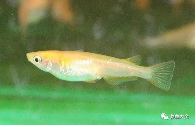 觀賞魚可以吃不_觀賞魚吃可以喂食嗎_觀賞魚吃可以喂什么