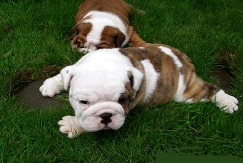 小狗口吐白沫是怎么回事？怎么解決呢？