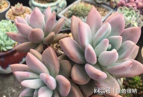 多肉 所羅門_多肉所羅門和紅蜻蜓哪個好養_多肉所羅門好養嗎